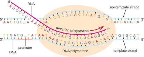 what does transcription result in